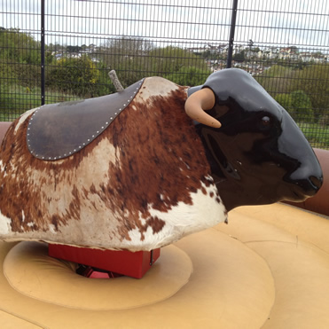 rodeo bull